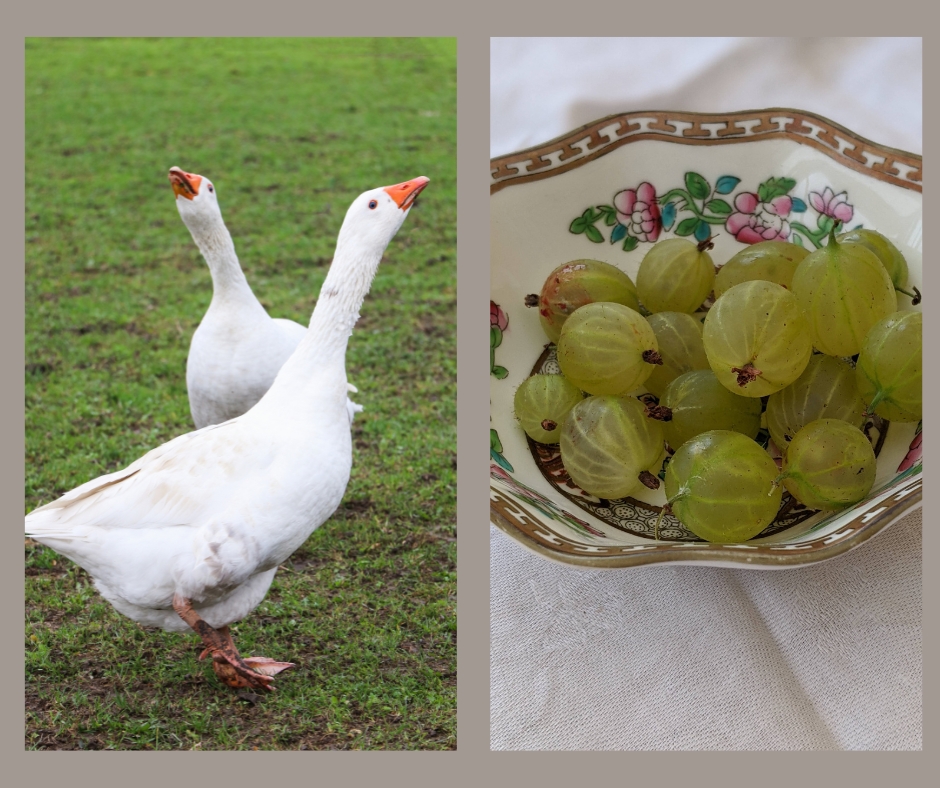 Do Geese eat Gooseberries blog banner, plews potting shed, marie shallcross, gardening writer, gardening teacher, garden designer & consultant, gardening workshops, gardening talks