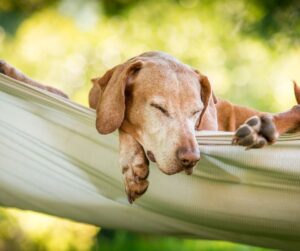 dog sleeping in hammock, original photo by eddiedean from getty images pro