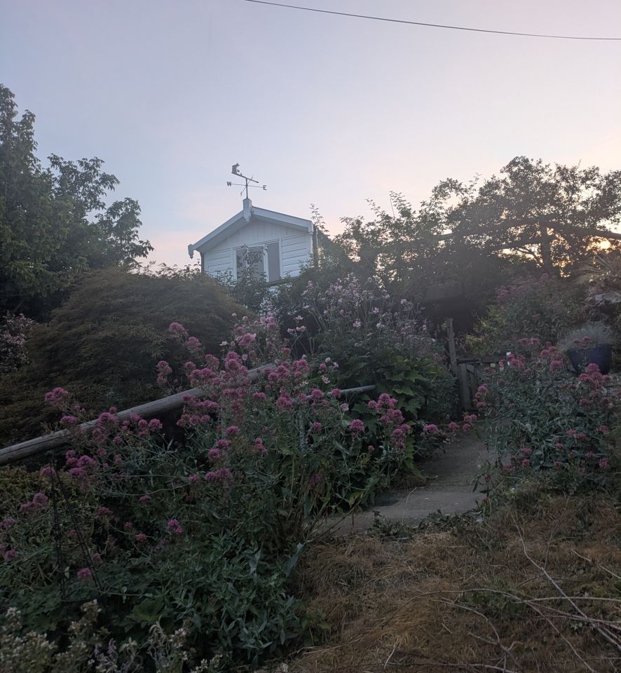 early morning spitfires and slow worms garden, summerhouse, weathervane, centranthus ruber, valerian, jaoanese anemone