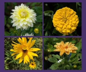 15 Yellow Flowers for the Autumn Equinox blog header, plews potting shed, marie shallcross, gardening writer, gardening teacher, garden designer & consultant, gardening workshops, gardening talks