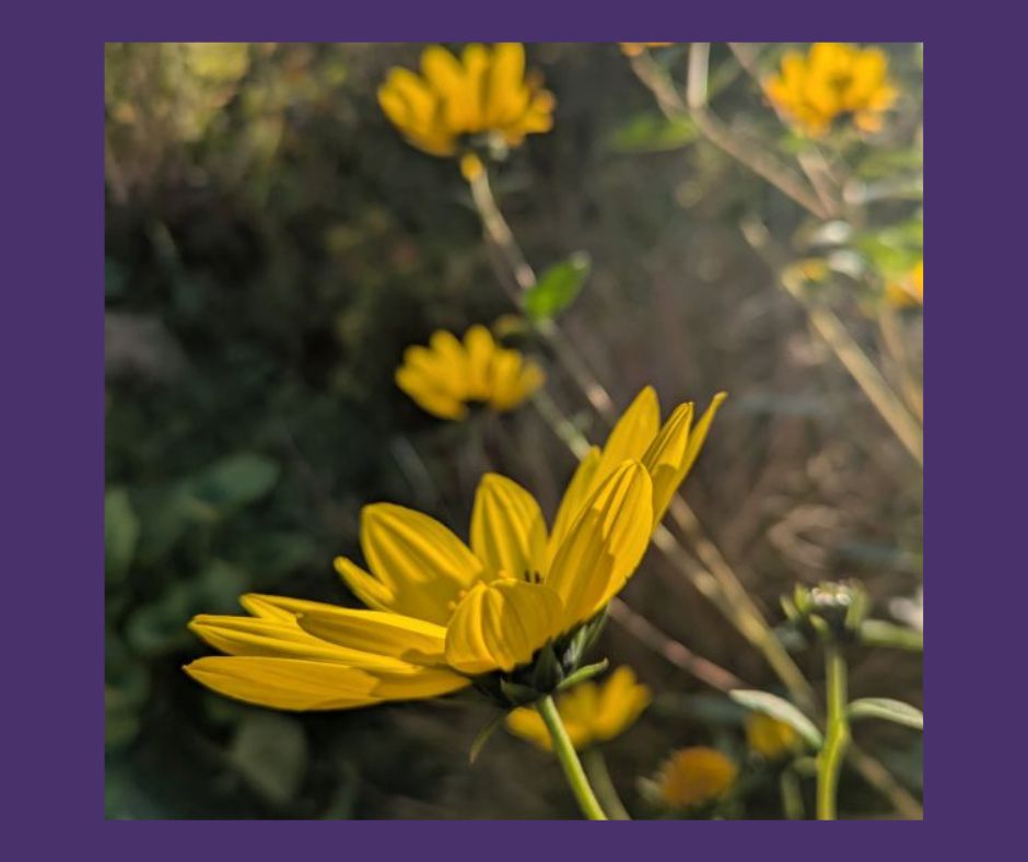 15 Yellow Flowers for the Autumn Equinox blog header, plews potting shed, marie shallcross, gardening writer, gardening teacher, garden designer & consultant, gardening workshops, gardening talks