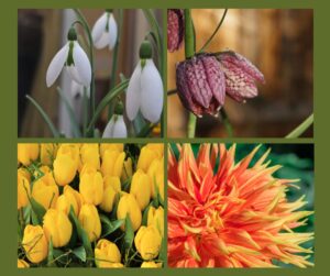 Bulbs Corms Tubers Rhizomes - What is the Difference? blog header, plews potting shed, marie shallcross, gardening writer, gardening teacher, garden designer & consultant, gardening workshops, gardening talks