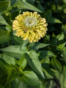 Zinnia Benarys giant yellow