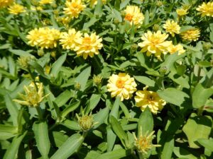 Zinnia grandiflora 'Profusion Yellow', Longwood Gardens, Pennsylvania, US 2024, tender perennial, Shuvaev, CC BY 4.0 , via Wikimedia Commons