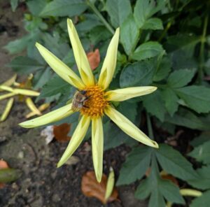 dahlia honka yellow, spitfires and slow worms