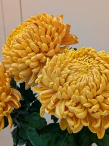 yellow-bronze incurve chrysanths